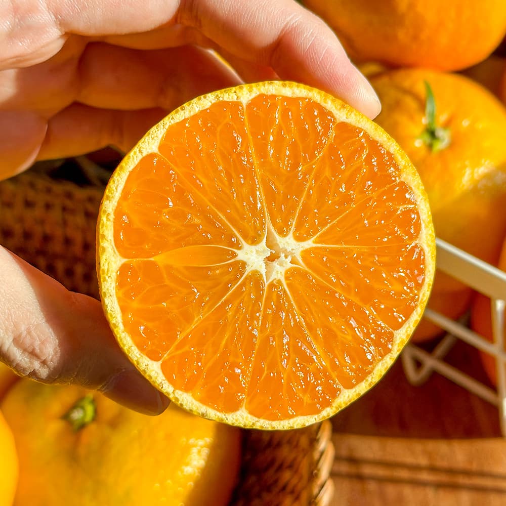 타이벡 감귤 10kg